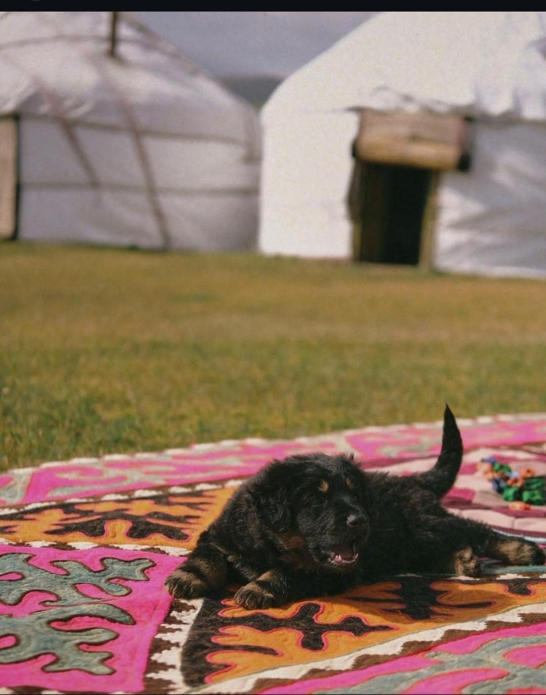Zalkar Yurt Camp Hotel Song-Kul Kültér fotó